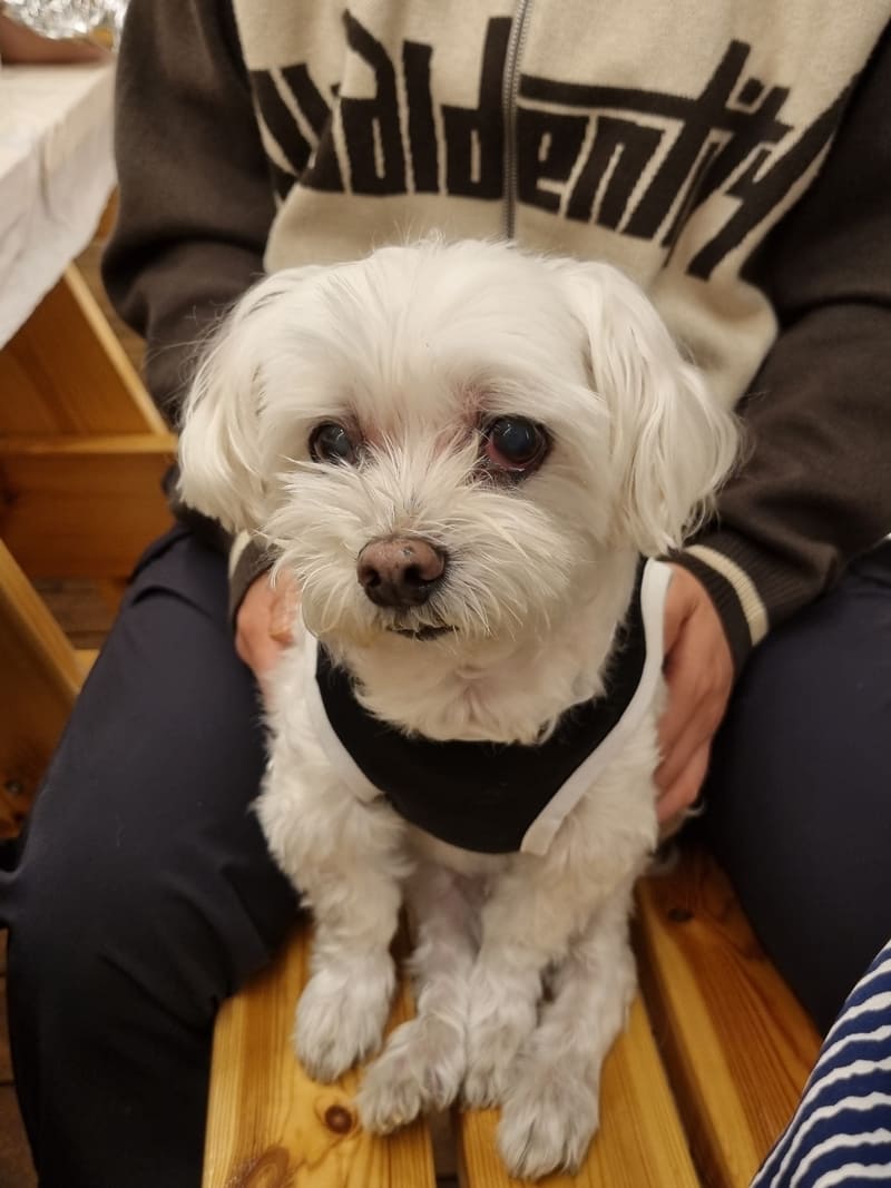 산책하자고 재촉하는 강아지