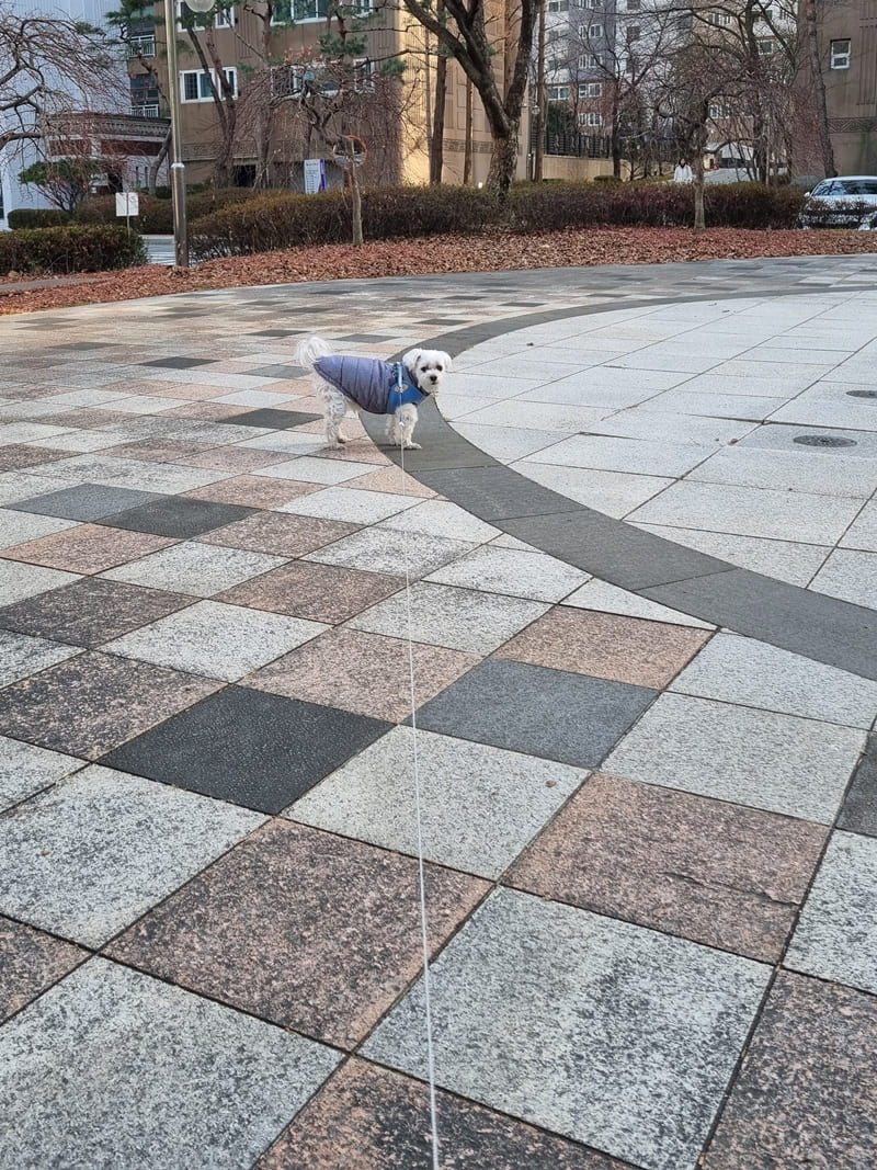 어서 오라고 재촉하는 강아지