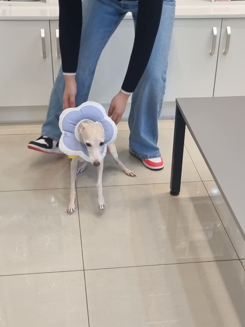 이탈리안 그레이하운드, 아이쥐