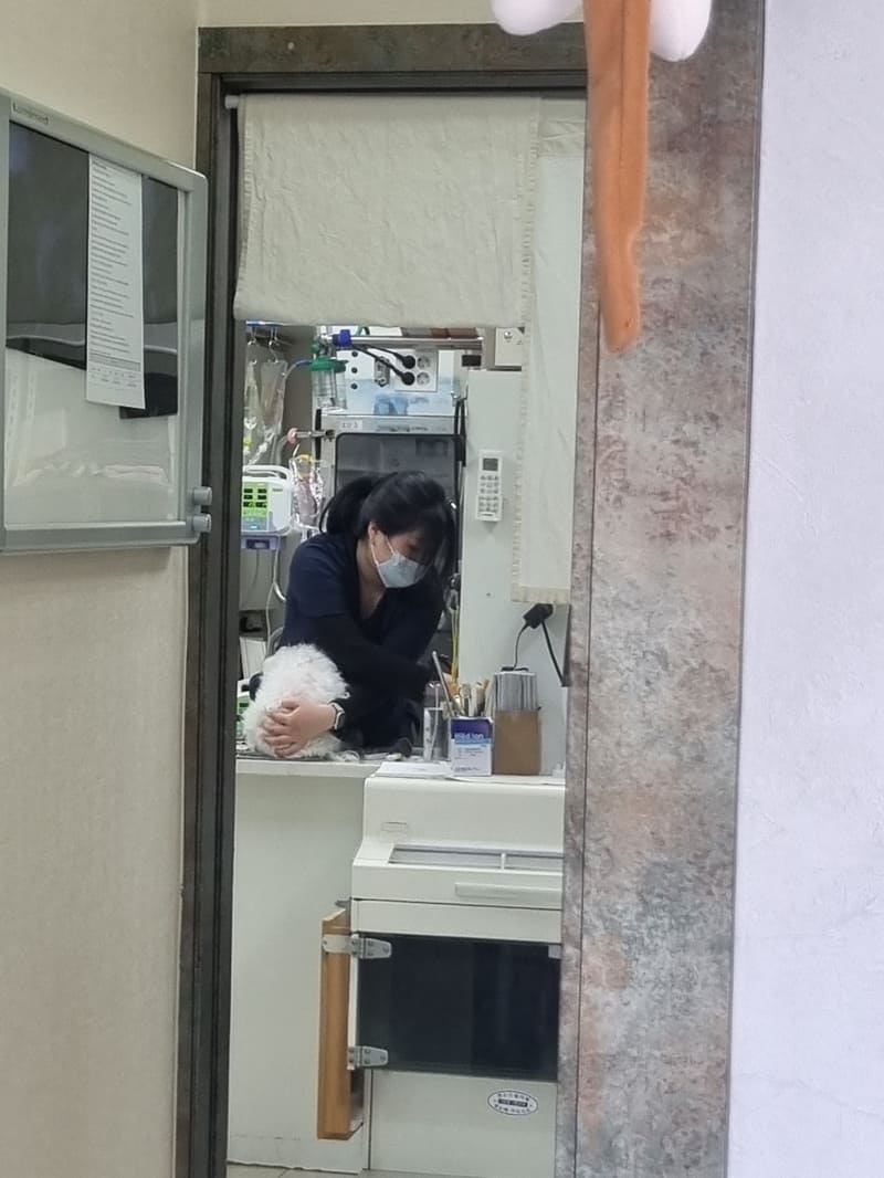 치료 받고 있는 강아지
