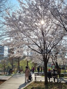 광교호수공원 신대저수지 벚꽃로드