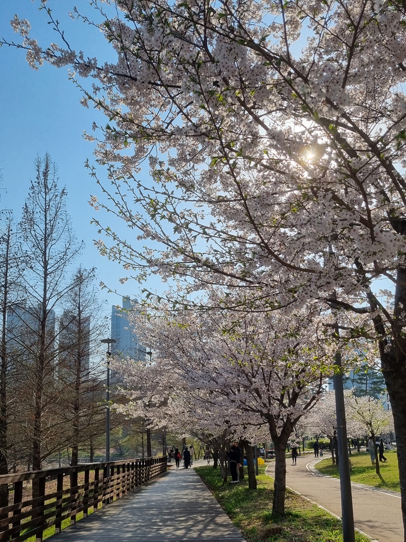 광교호수공원 신대저수지 벚꽃로드