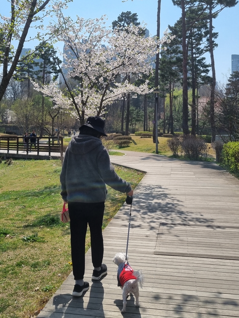 강아지와 걷는 광교호수공원 신대저수지 벚꽃로드